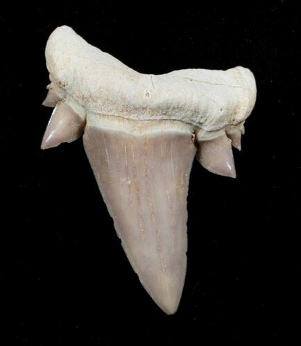 Large Serratolamna Fossil Shark Tooth #3414
